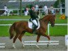 dressage horse Jo Fuchsberger (Westphalian, 2007, from Fuchsberger)