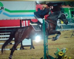 horse Ossi (German Riding Pony, 1989, from Opal x)