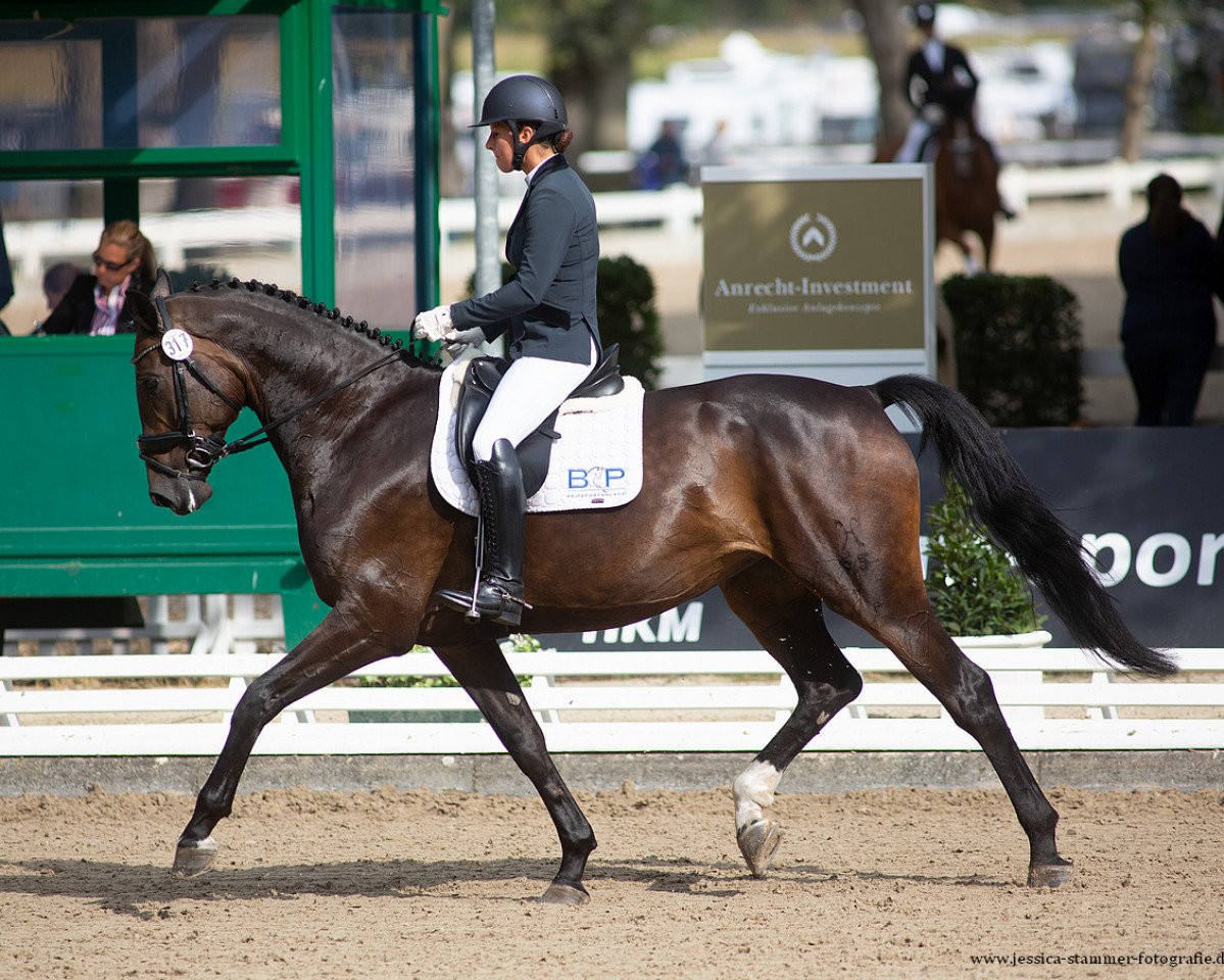 dressage horse Deichperle (Hanoverian, 2017, from Diamond Hit)