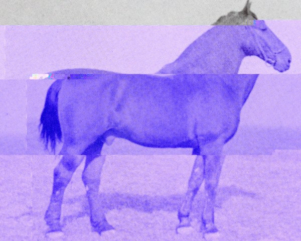 stallion Heinitz (Holsteiner, 1931, from Heintze)