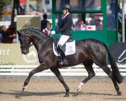 dressage horse Despacita 8 (Westphalian, 2017, from Don Nobless)