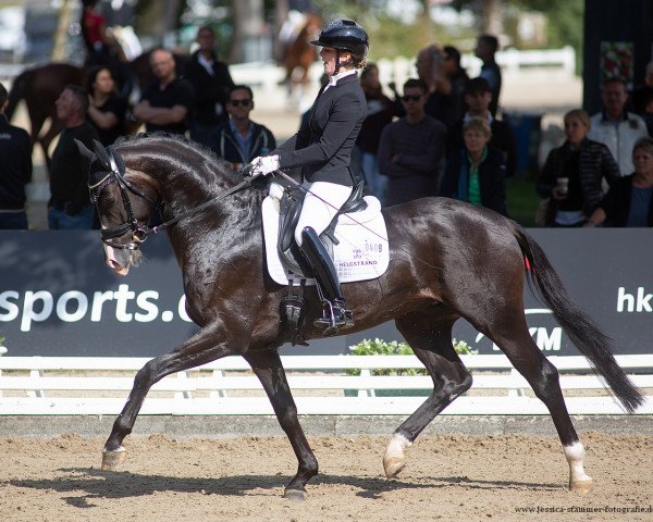 dressage horse Dreamian (Oldenburg, 2017, from Danciano)