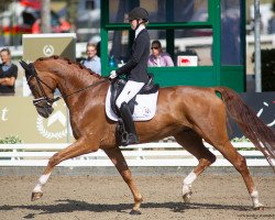 dressage horse Eddy Cool 3 (Oldenburg, 2017, from Escolar)