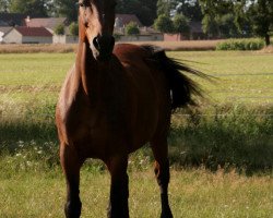 jumper Waleska (Hannoveraner, 1993, from World Cup III)