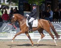 dressage horse Feiner Fritz D (Rhinelander, 2017, from Fiamingho Ms)