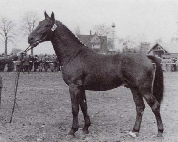 stallion Logenschliesser (Holsteiner, 1943, from Loretto)