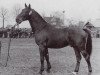 stallion Logenschliesser (Holsteiner, 1943, from Loretto)