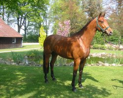 broodmare Generation 3 (Oldenburg, 2003, from Landor S)