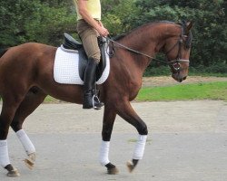 jumper Monte's Bellissimo D (Hanoverian, 2009, from Monte Bellini)