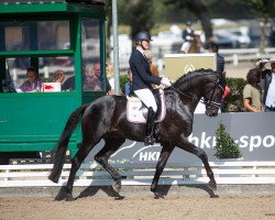 stallion Matisse GG (Oldenburg, 2017, from Morricone)