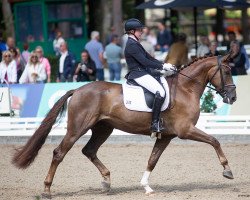 dressage horse Divinio Gold (Rhinelander, 2017, from De Niro Gold 3)