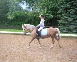 broodmare Widukinds Musette (German Riding Pony, 1986, from Caesar)