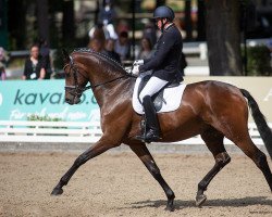 dressage horse First Secco K (Hanoverian, 2017, from Fürstenball)