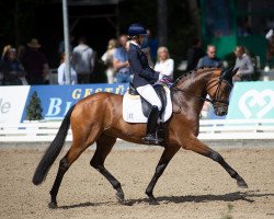 dressage horse Flipp Flopp 3 (Oldenburg, 2017, from Fürsten-Look)