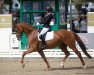 dressage horse Mc Moneymaker Vom Carree (Oldenburg, 2017, from Morricone)