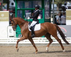 dressage horse Mc Moneymaker Vom Carree (Oldenburg, 2017, from Morricone)