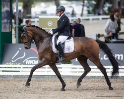 dressage horse Montepulciano 12 (Oldenburg, 2017, from Morricone)