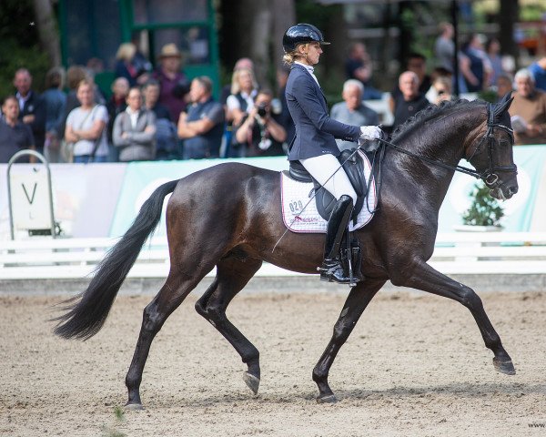 stallion Moreno (Oldenburg, 2017, from Morricone)