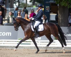 dressage horse Ragazza S 3 (Hanoverian, 2017, from Revolution)