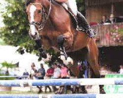 jumper Panjano Vom Wellberg CH (Swiss Warmblood, 2003, from Piaster van de Mespel)