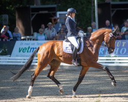 dressage horse Riminis Queen (Hanoverian, 2017, from Revolution)