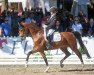 dressage horse Santos P (Westphalian, 2017, from Sir Heinrich OLD)