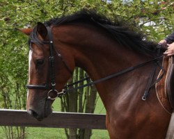 broodmare Fenya (German Warmblood, 2007, from Falano N.R.)