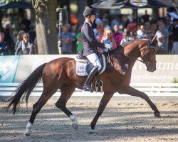 stallion Vermeer (Hanoverian, 2017, from Vitalis)