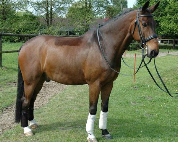horse Dorian 222 (Saxony-Anhaltiner, 1993, from Dusold)