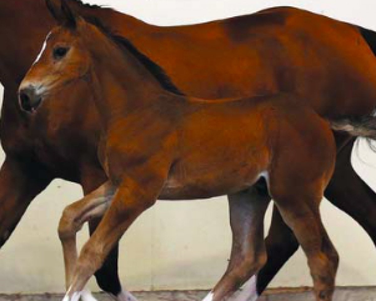 horse KMS Comet (Irish Sport Horse, 2016, from Cabrio van de Heffinck)