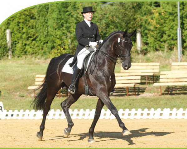 dressage horse Sarotti 43 (Hanoverian, 2003, from Sandro Hit)