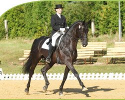 stallion Sarotti 43 (Hanoverian, 2003, from Sandro Hit)