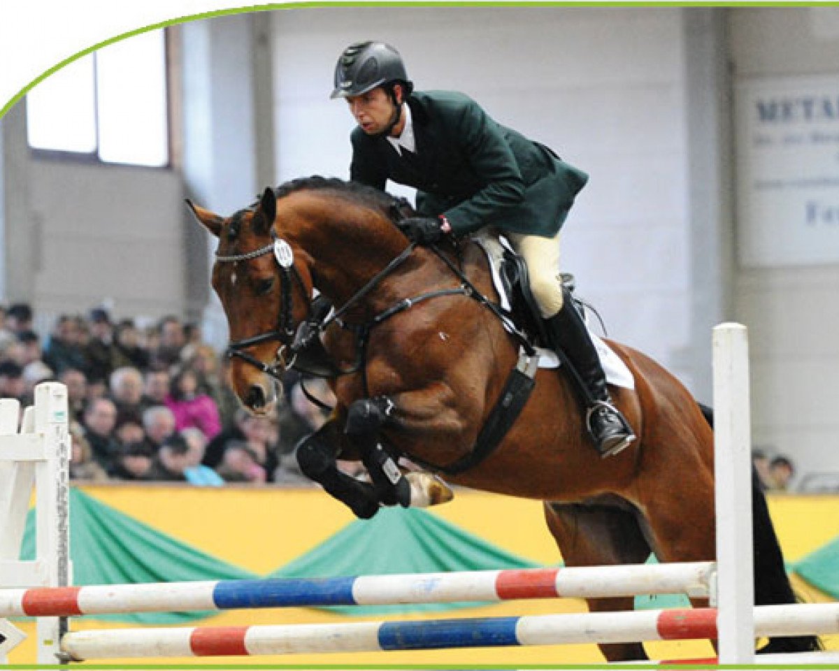 Deckhengst Quidams Acord (Holsteiner, 2007, von Quidam de Revel)