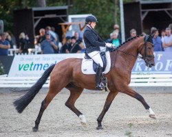 dressage horse Fuechtels Indigo OLD (Oldenburg, 2017, from Asgard's Ibiza)