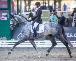 dressage horse Boulevard FRH (Hanoverian, 2017, from Belantis)