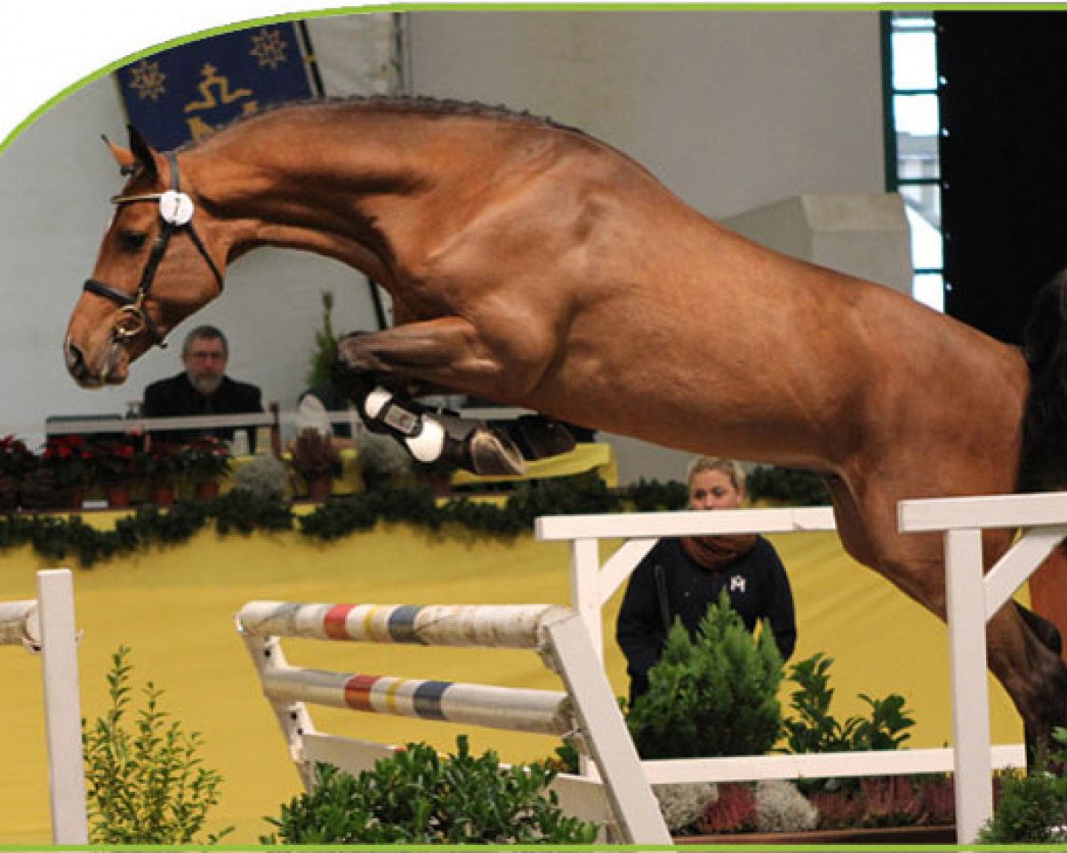stallion Clueso 5 (Holsteiner, 2009, from Catoki)