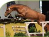 stallion Clueso 5 (Holsteiner, 2009, from Catoki)