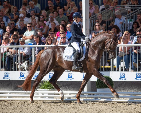 stallion San To Alati (Hanoverian, 2018, from Secret)