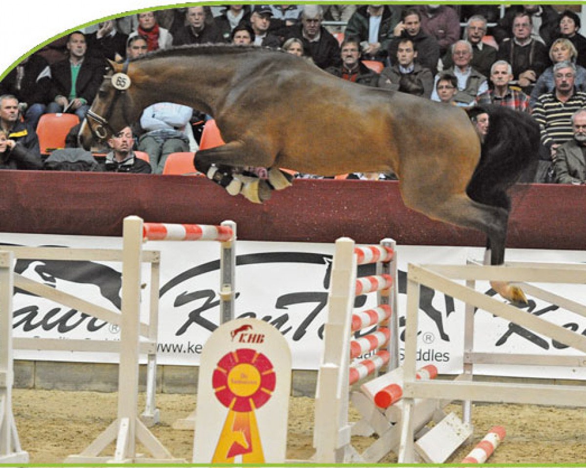 stallion Chickylucky (Oldenburg, 2009, from Casiro I)
