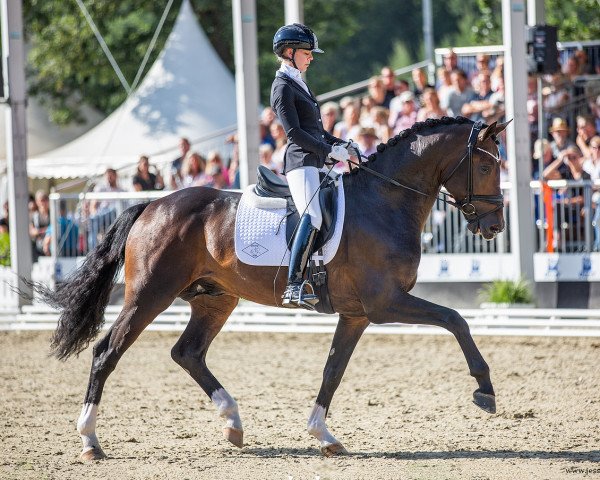 stallion Segantini 6 (Hanoverian, 2018, from Secret)