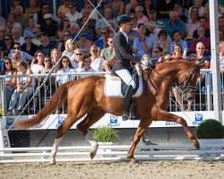 stallion Beck's FRH (Hanoverian, 2018, from Callaho's Benicio)