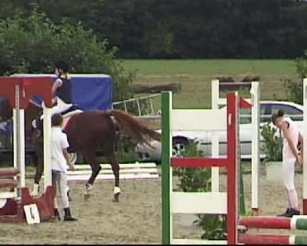 jumper Amatrice D (German Riding Pony, 1993, from Amarillys Sensation D)
