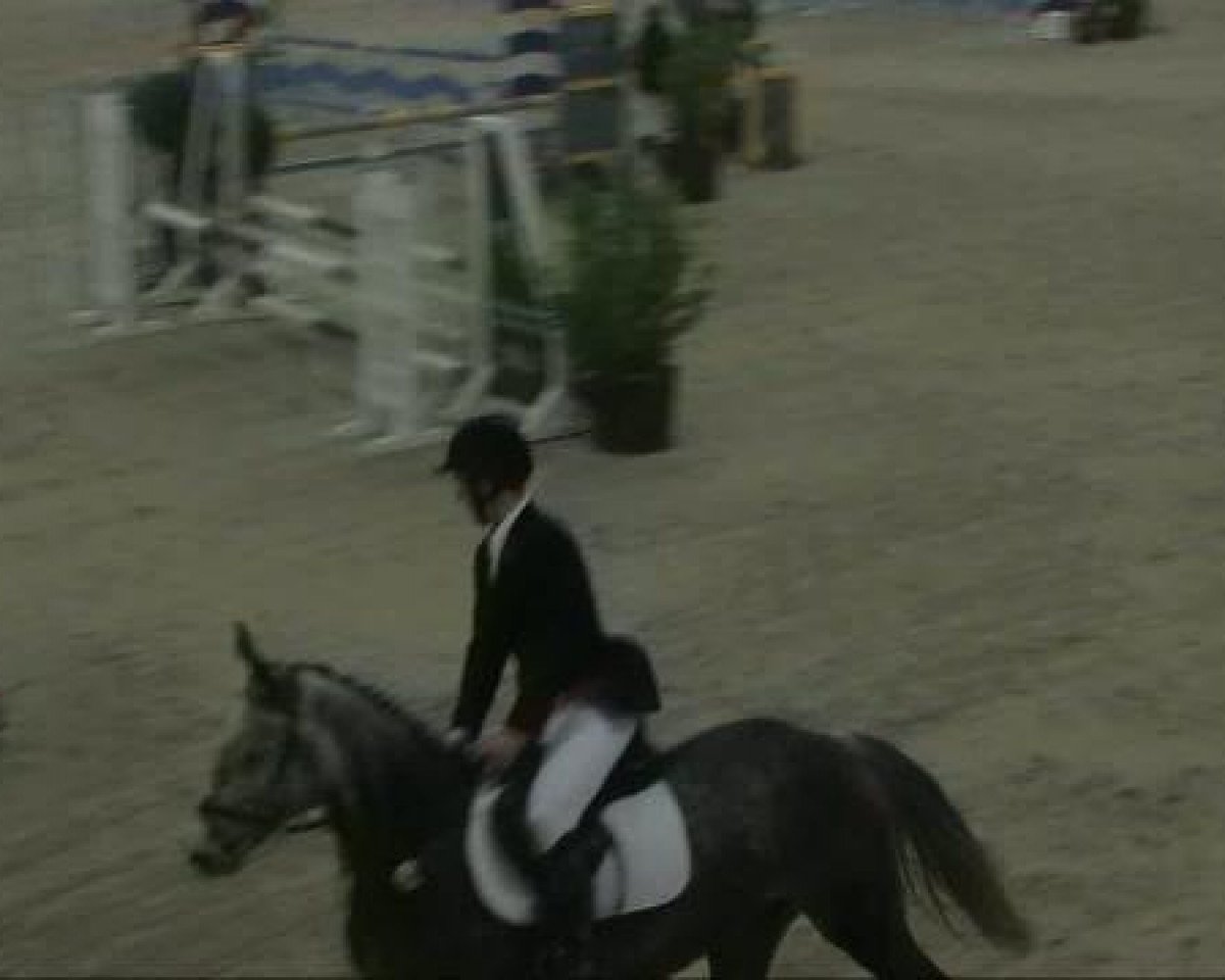 broodmare Corrada de Reve (Holsteiner, 2004, from Corrado I)