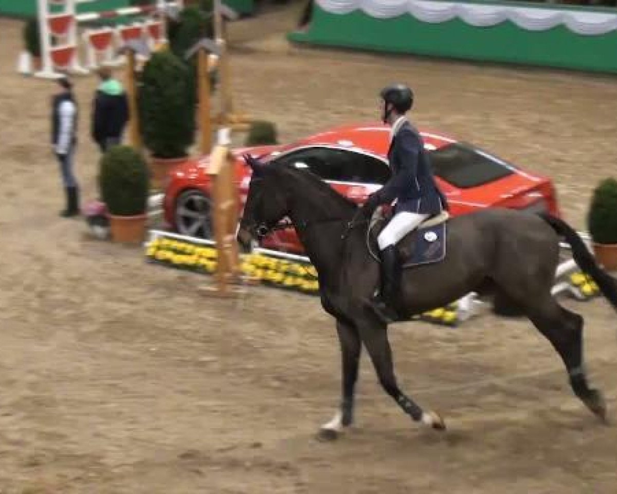 jumper Quintera VA (Holsteiner, 2005, from Quintero)
