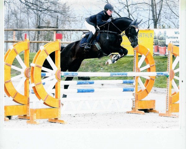 jumper Calidus 4 (German Sport Horse, 2003, from Calido I)