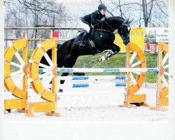 dressage horse Calidus 4 (Deutsches Sportpferd, 2003, from Calido I)