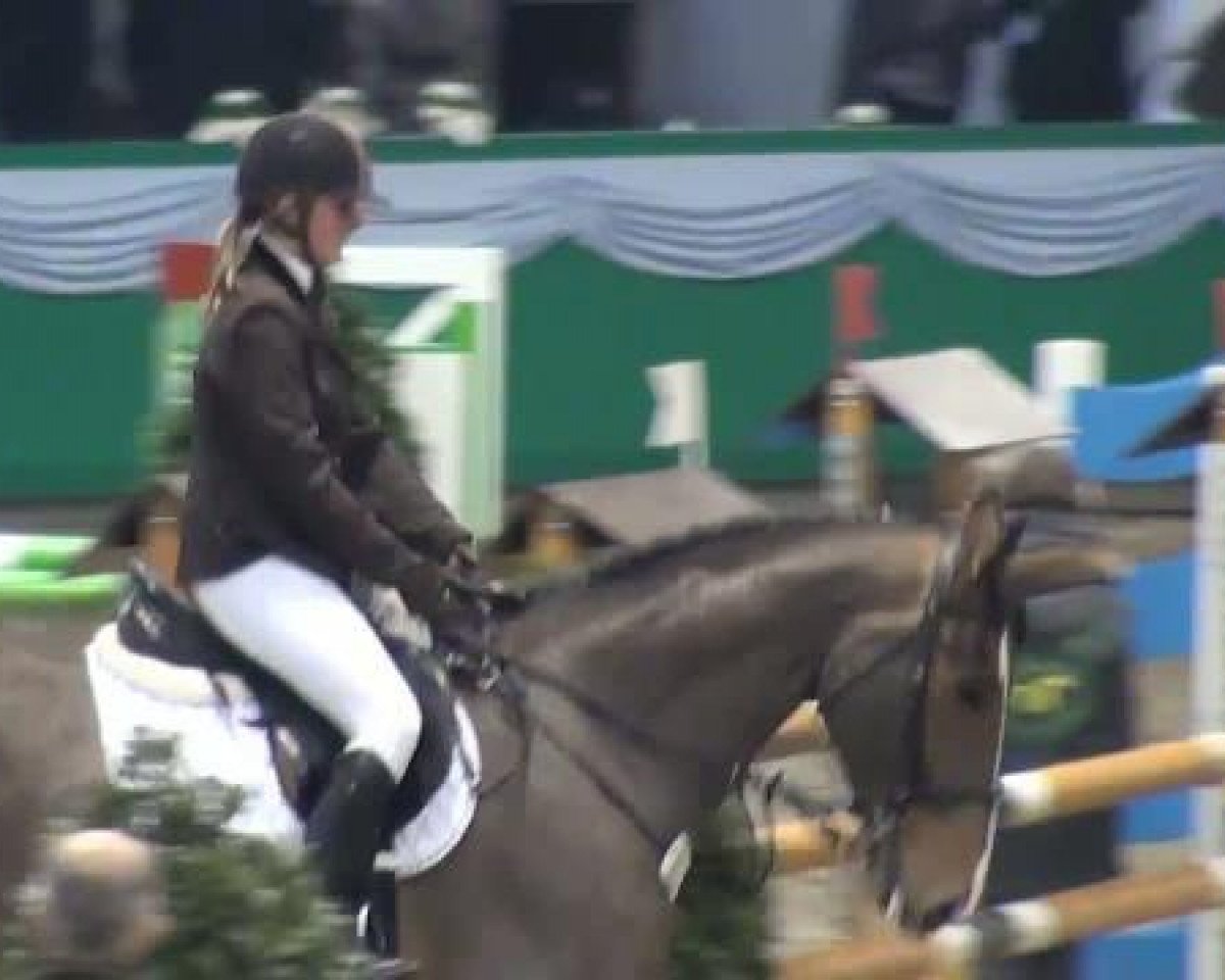 jumper Falcone N R (German Warmblood, 2002, from Falano N.R.)