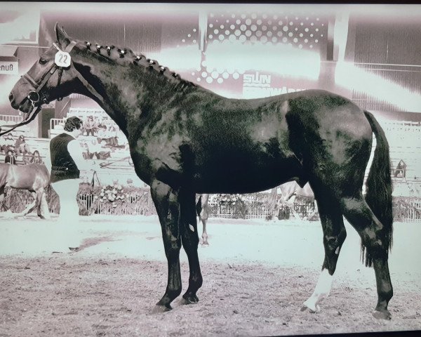 stallion Caletto II (Holsteiner, 1978, from Cor de la Bryère)