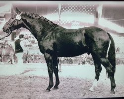 Deckhengst Caletto II (Holsteiner, 1978, von Cor de la Bryère)