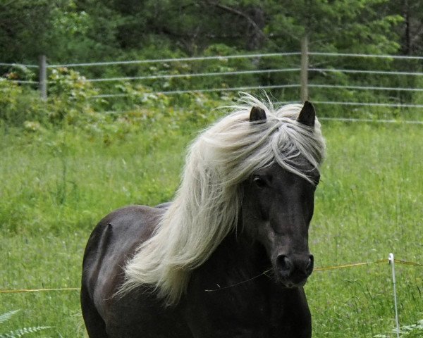 Pferd Skirnir fra Fitjamyri (Islandpferd, 2008, von Ari from Beavertail Meadows)